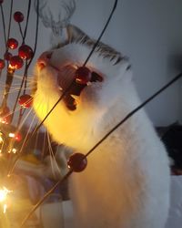 Low angle view of christmas hanging against sky at night