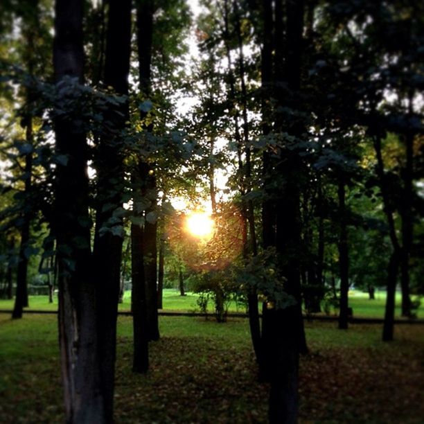 tree, tree trunk, sun, tranquility, sunlight, tranquil scene, nature, sunbeam, lens flare, growth, beauty in nature, scenics, forest, sunset, grass, back lit, landscape, woodland, non-urban scene, field