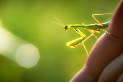 Close-up of insect on hand