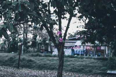 View of purple flowering plants in park