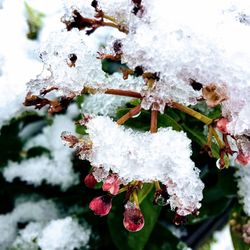 Close-up of frozen flowers on branch