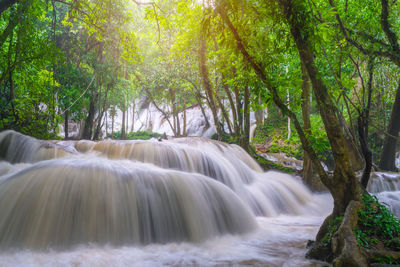 Scenic view of waterfall in forest