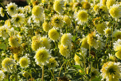 Close-up of yellow flowers