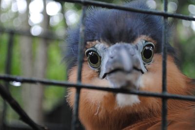 Close up of bird in cage