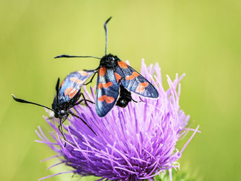 Close-up of insect on purple flower