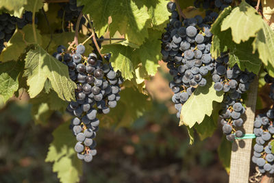 Close-up of grapes growing in vineyard