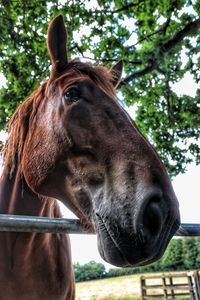Close-up of a horse