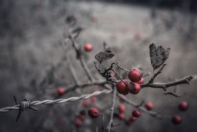 Close up of red berries on plant