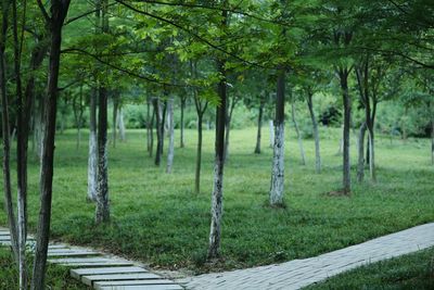 Trees in forest