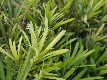 Full frame shot of plants growing on field