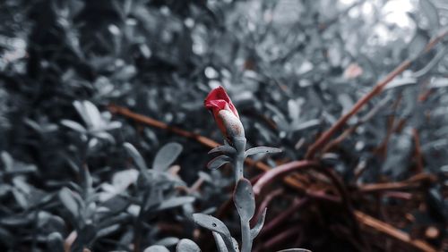 Close-up of snow on plant