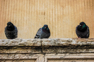 Pigeons perching on wood against wall
