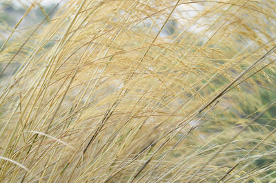 Close-up of stalks in field