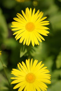 Close-up of yellow flower