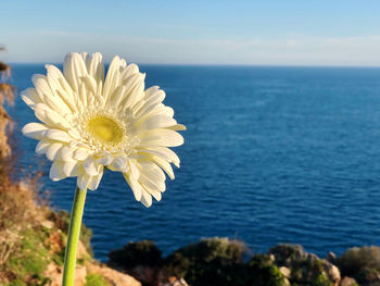 Close-up of white flowering plant by sea against sky