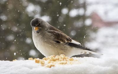 Close-up of a bird in snow