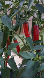 Close-up of red leaves hanging on tree