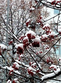 Low angle view of cherry blossoms