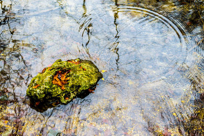 Close-up high angle view of water