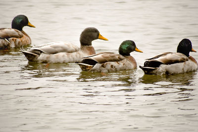 Ducks swimming in lake