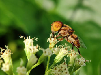 Close-up of butterfly pollinating on flower