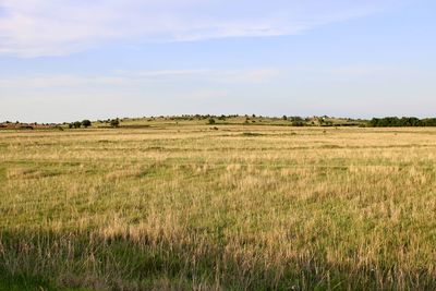 Scenic view of agricultural field against sky