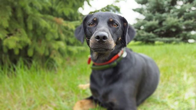 dog, pets, one animal, domestic animals, animal themes, mammal, grass, field, looking at camera, portrait, pet collar, focus on foreground, grassy, sticking out tongue, sitting, animal head, green color, selective focus, close-up