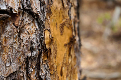 Close-up of tree trunk