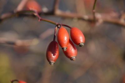 Close-up of red berries on tree