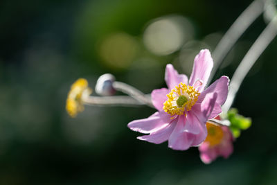 Close-up of pink flower