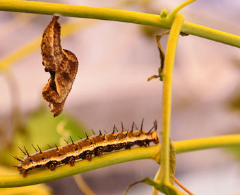 Close-up of insect on leaf