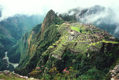 Panoramic view of trees on mountain