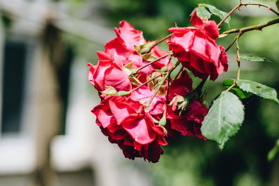 Close-up of red rose blooming outdoors