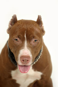Close-up portrait of a dog over white background