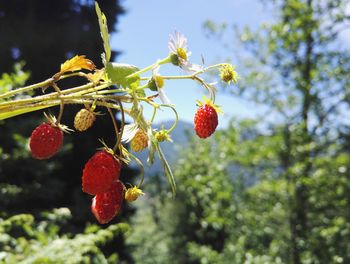 Low angle view of berries on tree