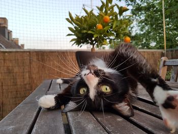 Close-up portrait of cat on wood