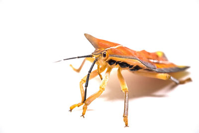 Close-up of insect against white background