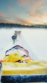 Sled dogs walking on snow against sky during sunset