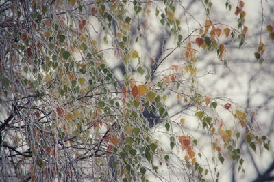 Close-up of flowers growing on tree