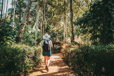 Rear view of woman walking on footpath in forest