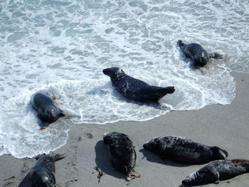High angle view of crab on beach