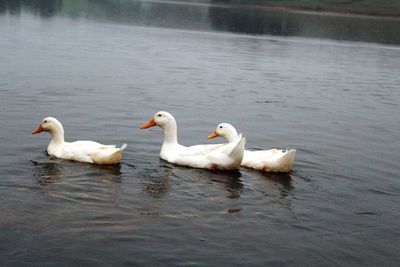 Bird flying over lake