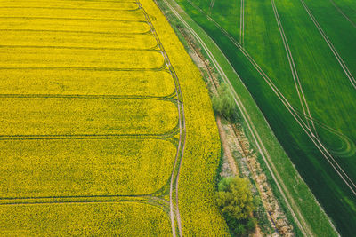 Scenic view of agricultural field