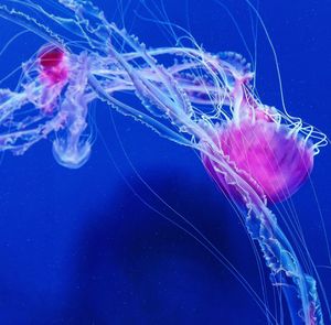 Close-up of jellyfish swimming in water