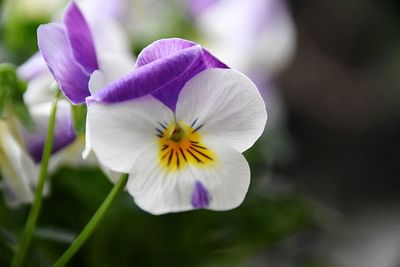 Close-up of fresh white purple flower
