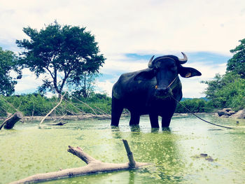 Horse standing in a field
