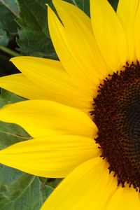 Close-up of sunflower