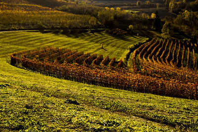 Scenic view of agricultural field