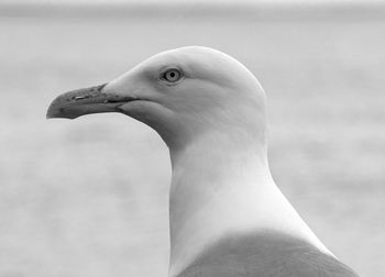 Close-up of seagull