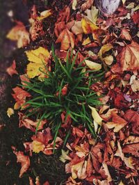 Close-up of maple leaves